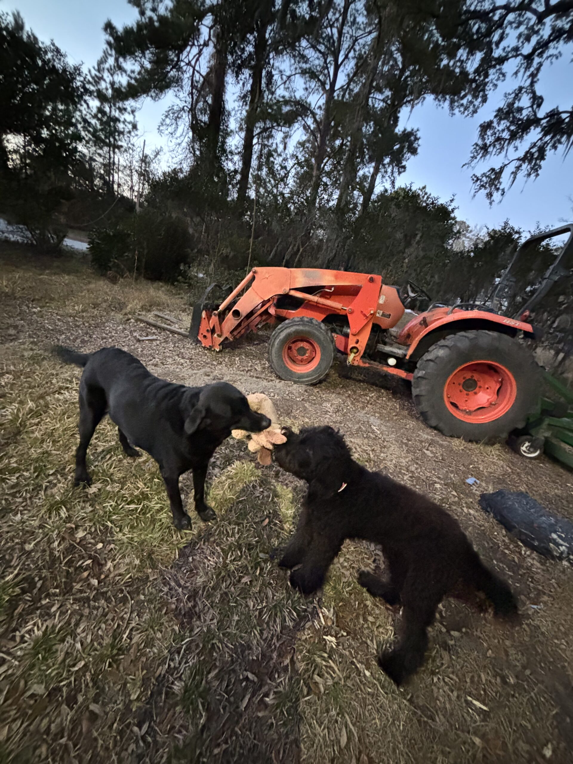 Two dogs play tug-of-war with a stuffed toy in a grassy area, with a bright orange tractor and trees in the background during twilight.