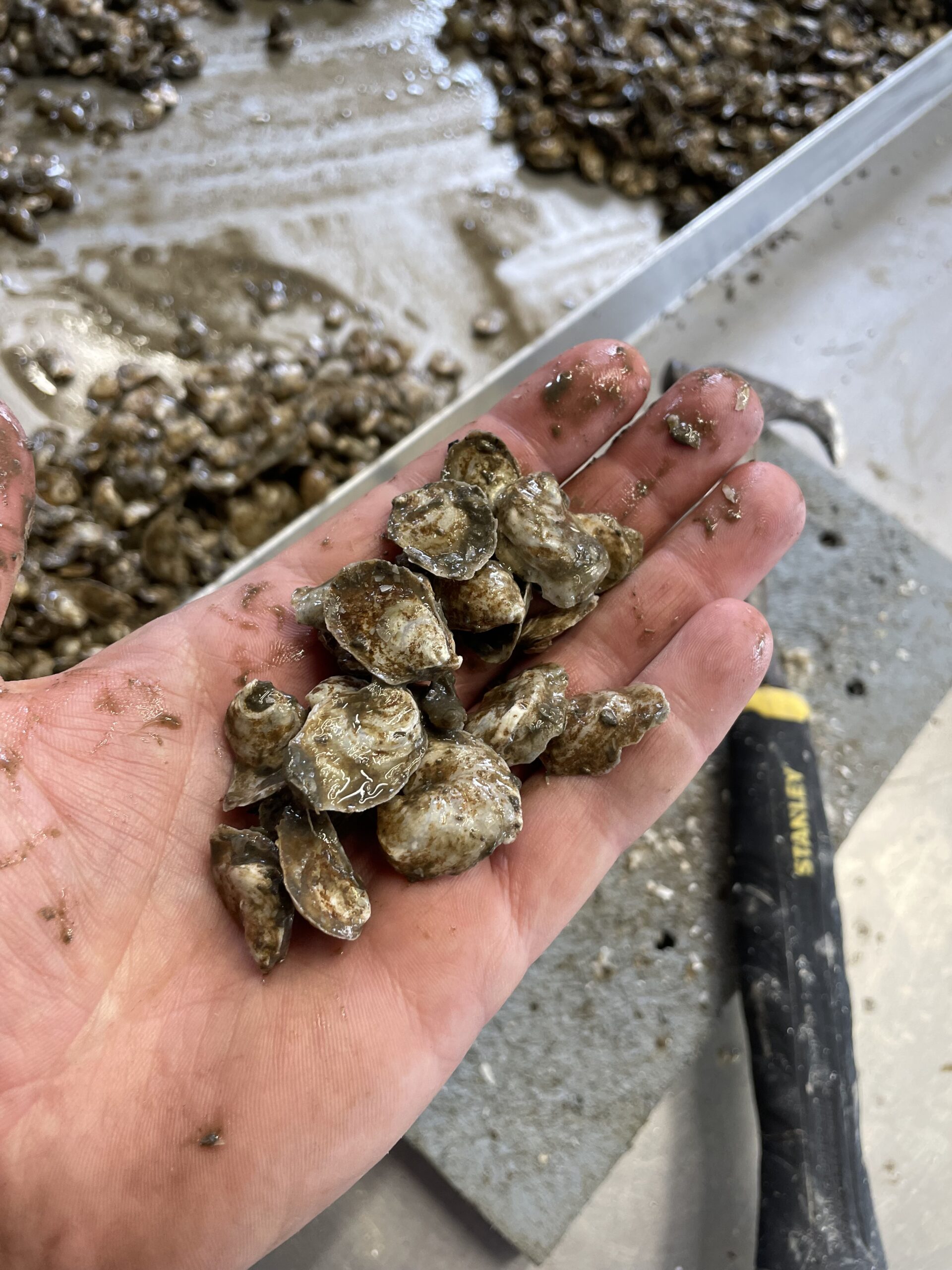 Lady’s Island Oyster Inc, SC - IMG_3124 A hand holding a collection of freshly harvested oysters, with a background of more oysters on a work surface, showcasing the texture and natural coloration of the shells in a seafood processing environment.