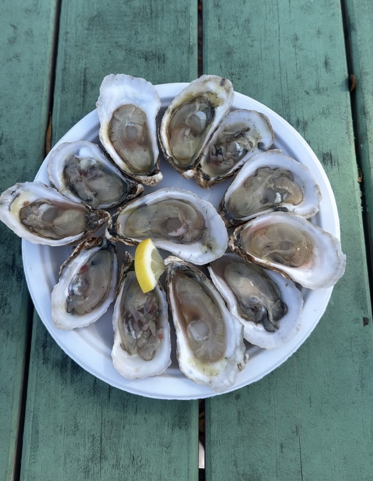 Fresh oysters on a white plate garnished with a lemon wedge, arranged beautifully on a wooden green table. Perfect for seafood lovers and a great addition to any dining experience.